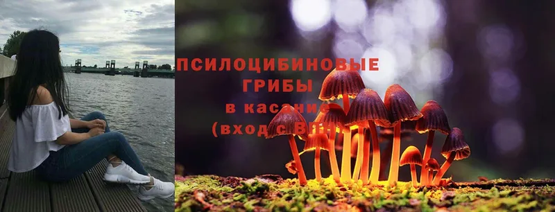 купить наркоту  Кузнецк  Псилоцибиновые грибы Psilocybine cubensis 